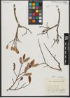 Foto von Salix waldsteiniana Willd.